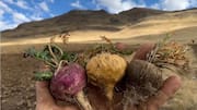 Maca root: A Peruvian superfood everyone needs!