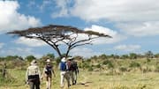 Why walking safaris offer a deeper travel experience 
