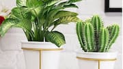 Twin planters: All about this decor item