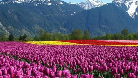 Asia's largest tulip garden to open for visitors from tomorrow Asia's largest tulip garden to open for visitors from tomorrow