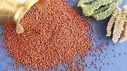Check out these five easy and delicious recipes using ragi