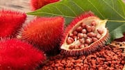 Annatto seeds: The tiny superfood you need