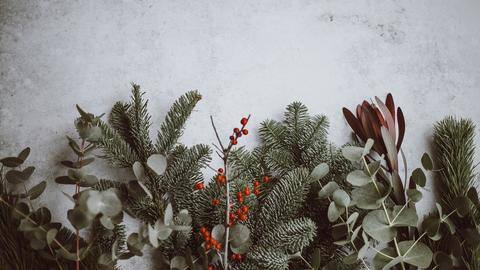 5 festive plants besides Christmas tree 5 festive plants besides Christmas tree