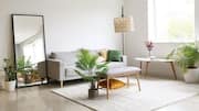 Why you should place mirrors near houseplants 