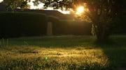 How the morning sun can make you feel better