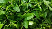 Waterleaf: The superfood you've been missing out on 