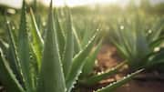 5 lighting tips to help aloe vera thrive 