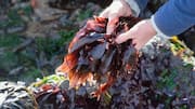 Dulse: All about this nutrient-rich sea vegetable