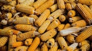 How to repurpose corncob waste