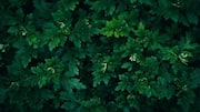 How to grow edible chrysanthemum leaves at home