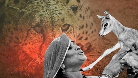 'Deer fed to Kuno cheetahs': Bishnoi community seeks PM's intervention 'Deer fed to Kuno cheetahs': Bishnoi community seeks PM's intervention