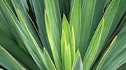Why you should know about sisal leaves 