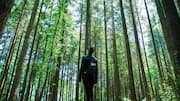 The surprising power of forest bathing