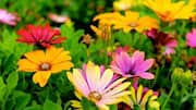 Transform your garden with these 5 household items