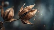 5 ways to use seed pods in art 