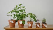Indoor herb garden 101: 5 mistakes to avoid