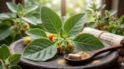 How to grow ashwagandha at home