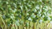 How to grow fenugreek microgreens at home