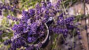How to successfully grow lavender from seeds