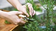 How to care for rosemary plant