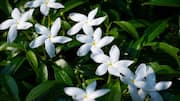 How to cultivate jasmine in your garden