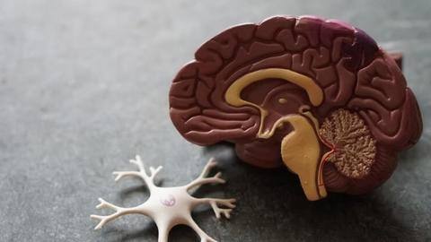 All you need to know about Alzheimer's and its care All you need to know about Alzheimer's and its care