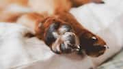 How to keep your dog's paws clean at home