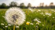 How to grow dandelions indoors 