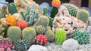 5 low-effort desert plants for stunning gardens 