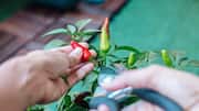 Why African peppers are in high demand