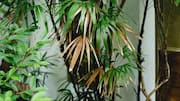 The easy way to care for a ponytail palm