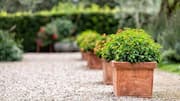 How to style your indoor garden with terracotta pots