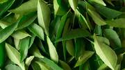 #HealthBytes: Reasons why you shouldn't throw away curry leaves