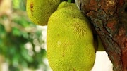 How to use jackfruit in everyday cooking