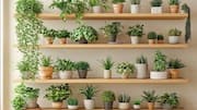 This is how you can declutter plant shelves 