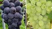 Green grapes v/s black grapes: Which is healthier?