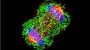 Scientists find 'Bond villain' DNA that could revolutionize cancer treatment