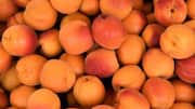 Try these delicious desserts using wild apricot