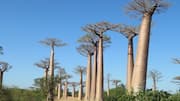 Baobab fruit: The superfood you should know about