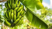 How to grow a banana plant at home