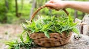 False nettle: A herbal remedy worth knowing