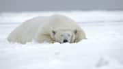 Boat operator fined for waking polar bear with foghorn