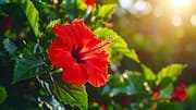 5 amazing health benefits of hibiscus petals