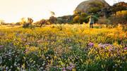 To see those pretty wildflowers, trek through Australia's western outback