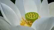 Swap regular snacks for popped water lily seeds
