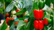 How to grow bell peppers at home