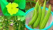 Ridge gourd flower: 5 must-try recipes