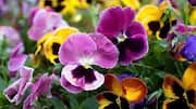 How to grow pansies in your garden 