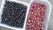Do blackcurrants have more vitamin C than gooseberries?
