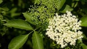 5 amazing benefits of eating elderflower daily
